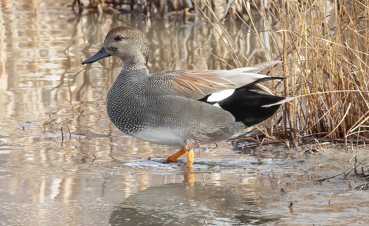 Gadwall - ML614304875