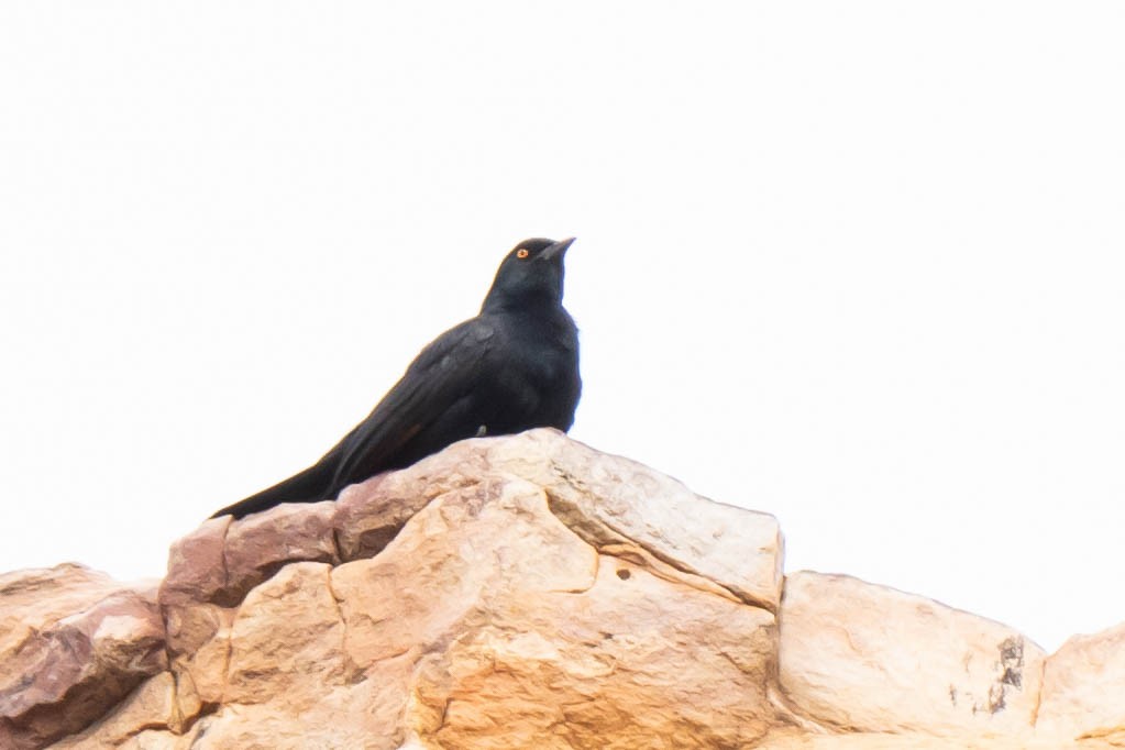 Pale-winged Starling - ML614304884