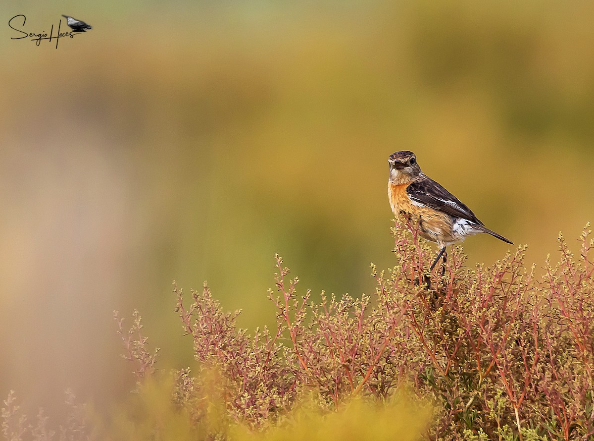 African Stonechat - ML614304925