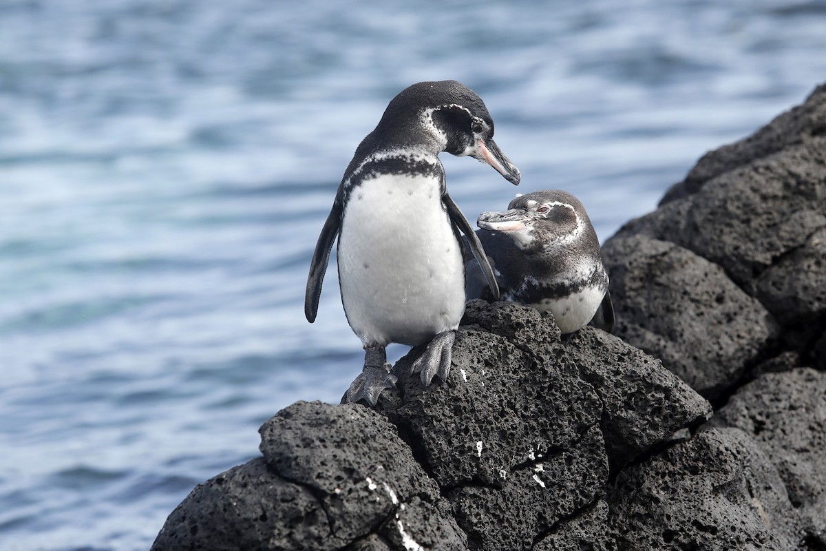 Galapagos Penguin - ML614304959