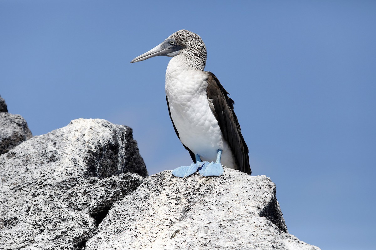 Blue-footed Booby - ML614304964