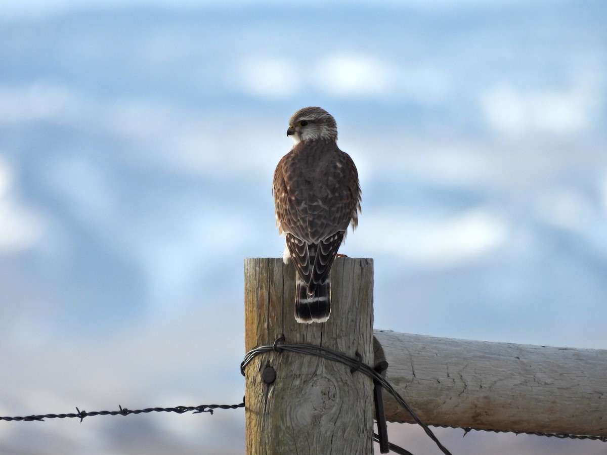 Belatz txikia (richardsonii) - ML614305020