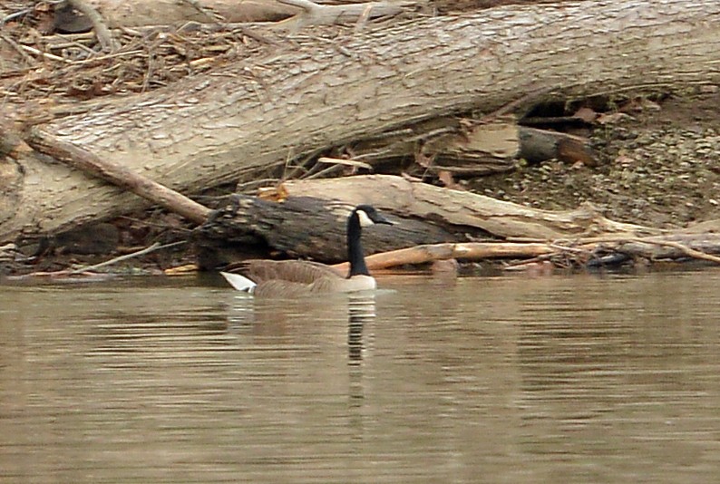 Canada Goose - Bill Telfair