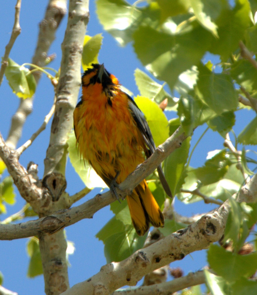 Bullock's Oriole - ML614305038