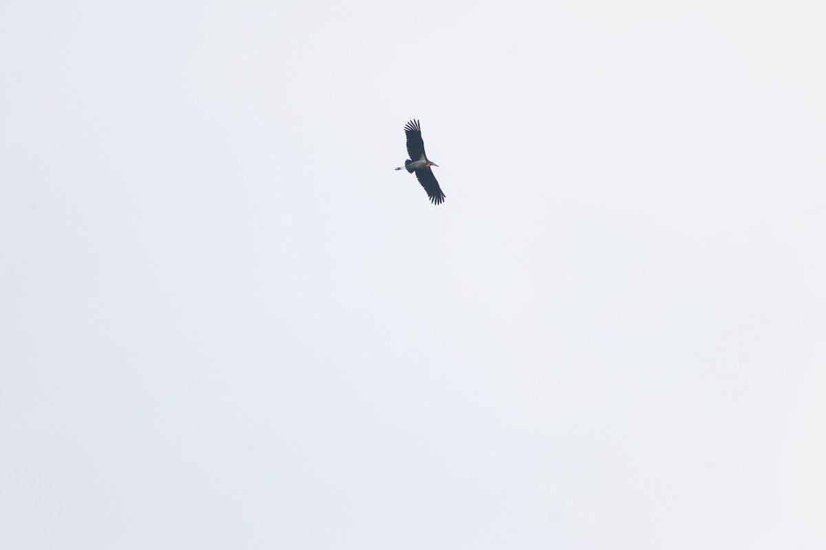 Lesser Adjutant - ML614305059