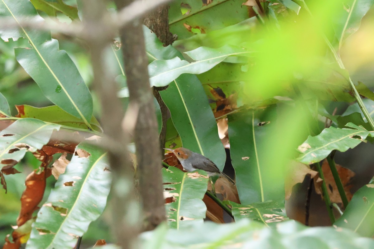 Ashy Tailorbird - Chai Thiam Lau