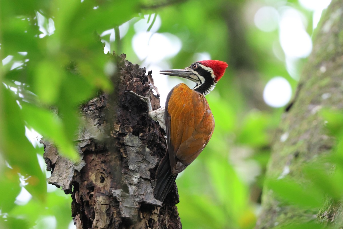 Greater Flameback - Chai Thiam Lau