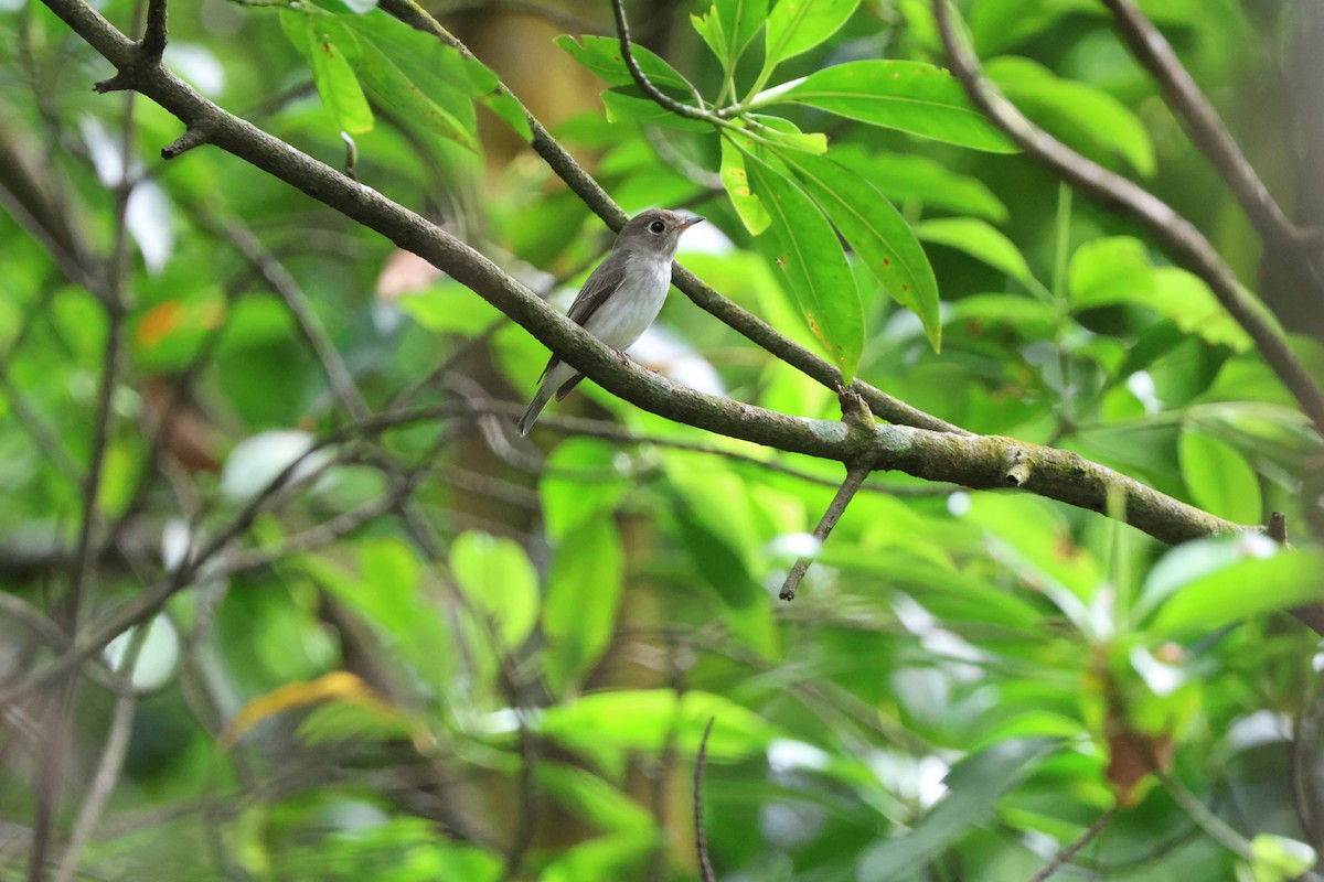 Asian Brown Flycatcher - ML614305097