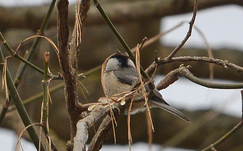 Carolina Chickadee - ML614305105