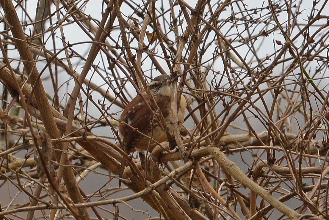 Carolina Wren - ML614305118