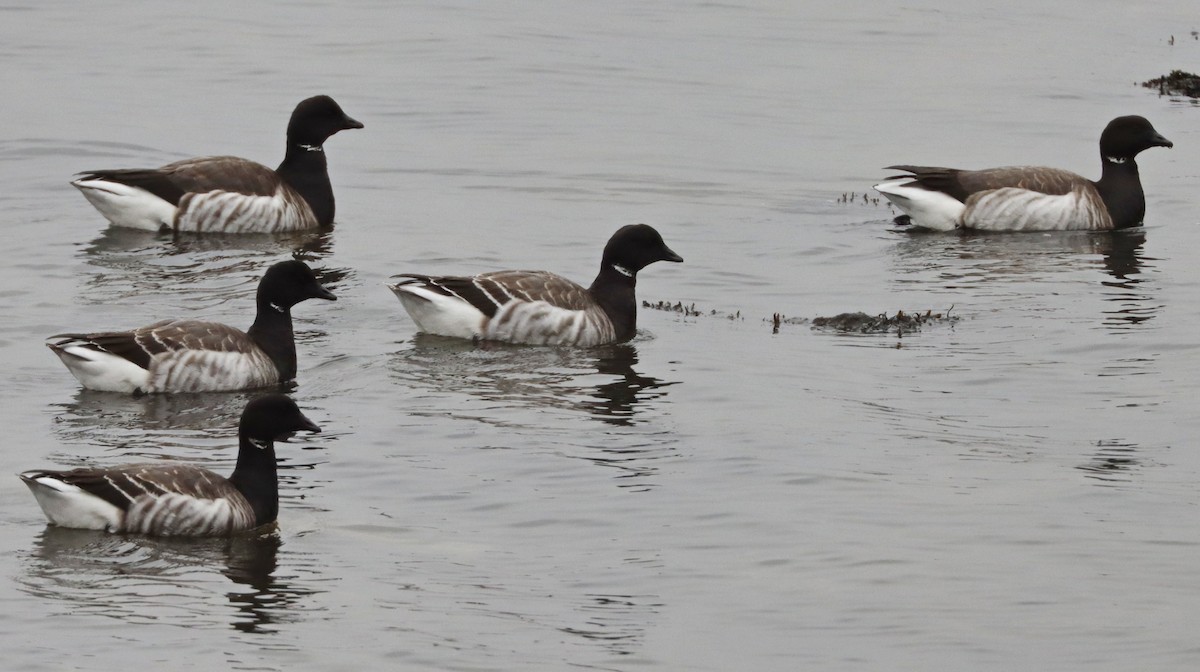 Brant - ML614305143