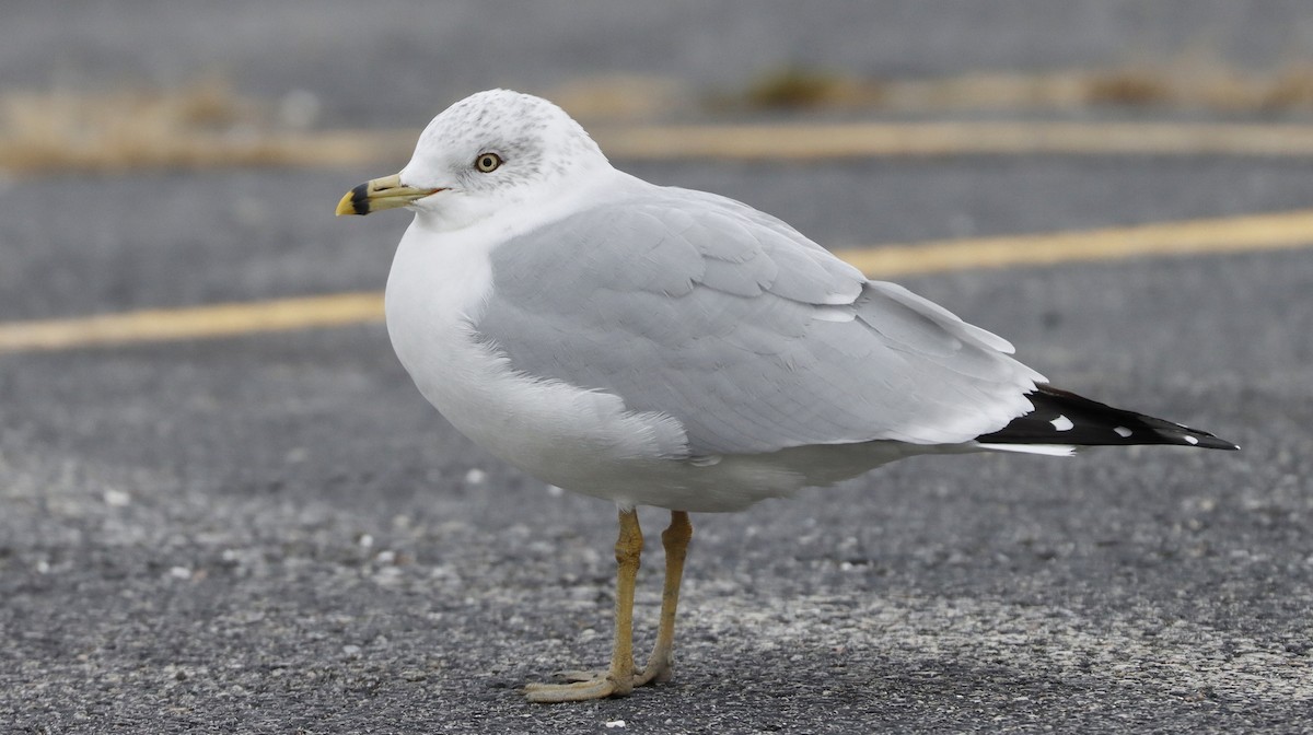 Ring-billed Gull - ML614305149