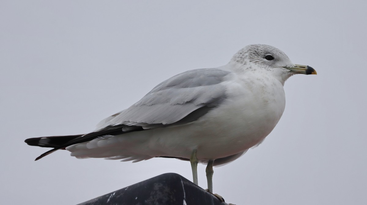 Ring-billed Gull - ML614305150