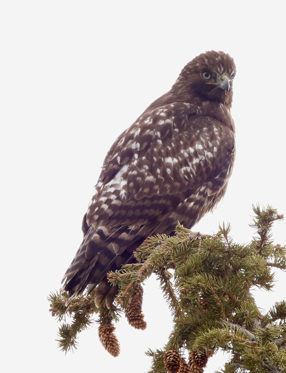 Red-tailed Hawk - ML614305158