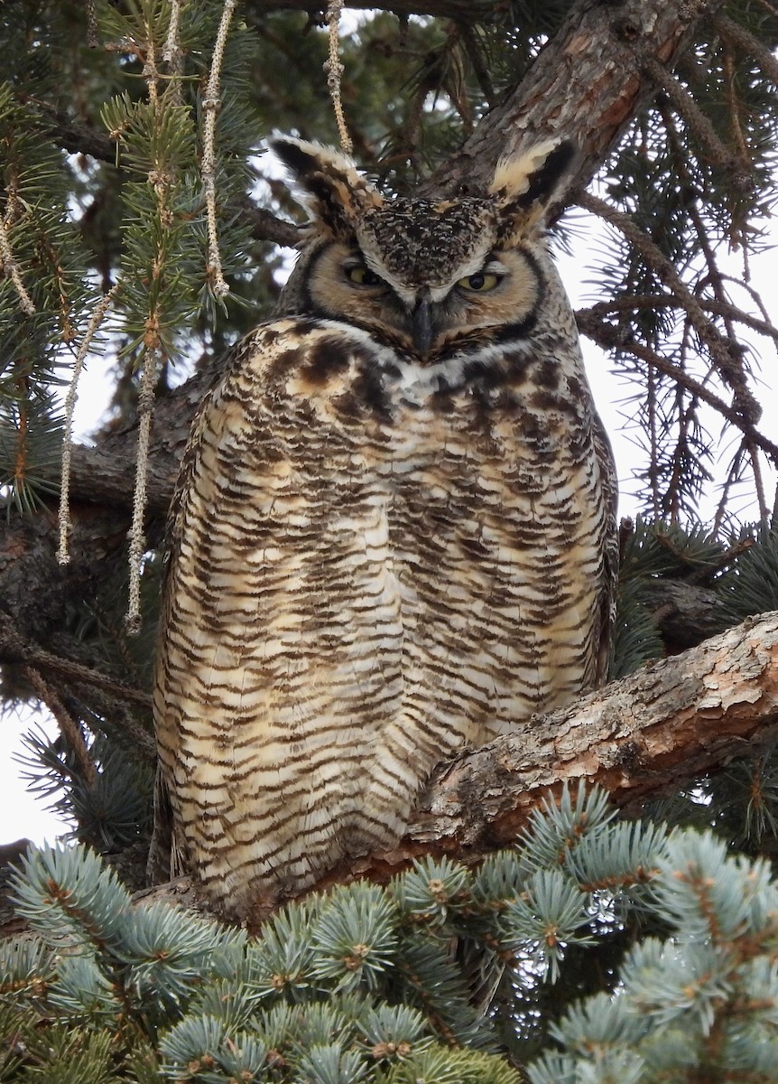 Great Horned Owl - ML614305177