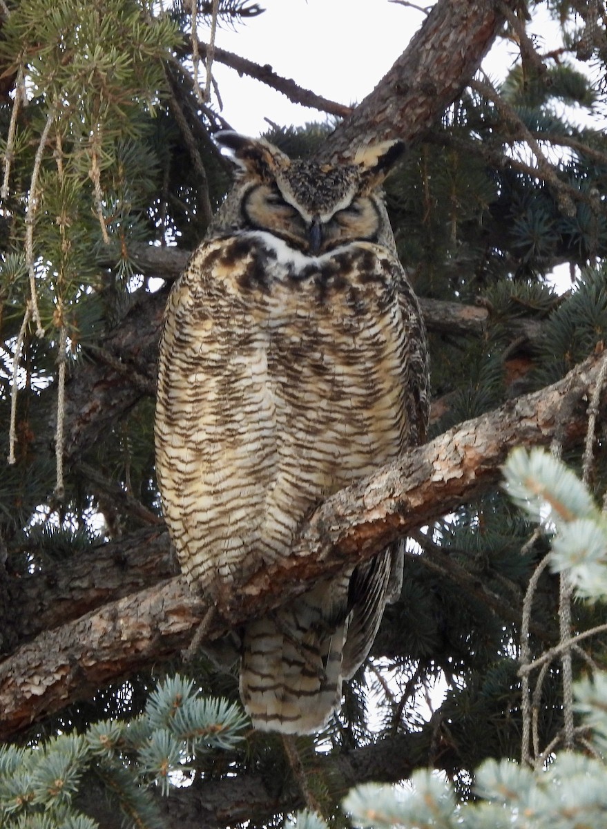 Great Horned Owl - ML614305178