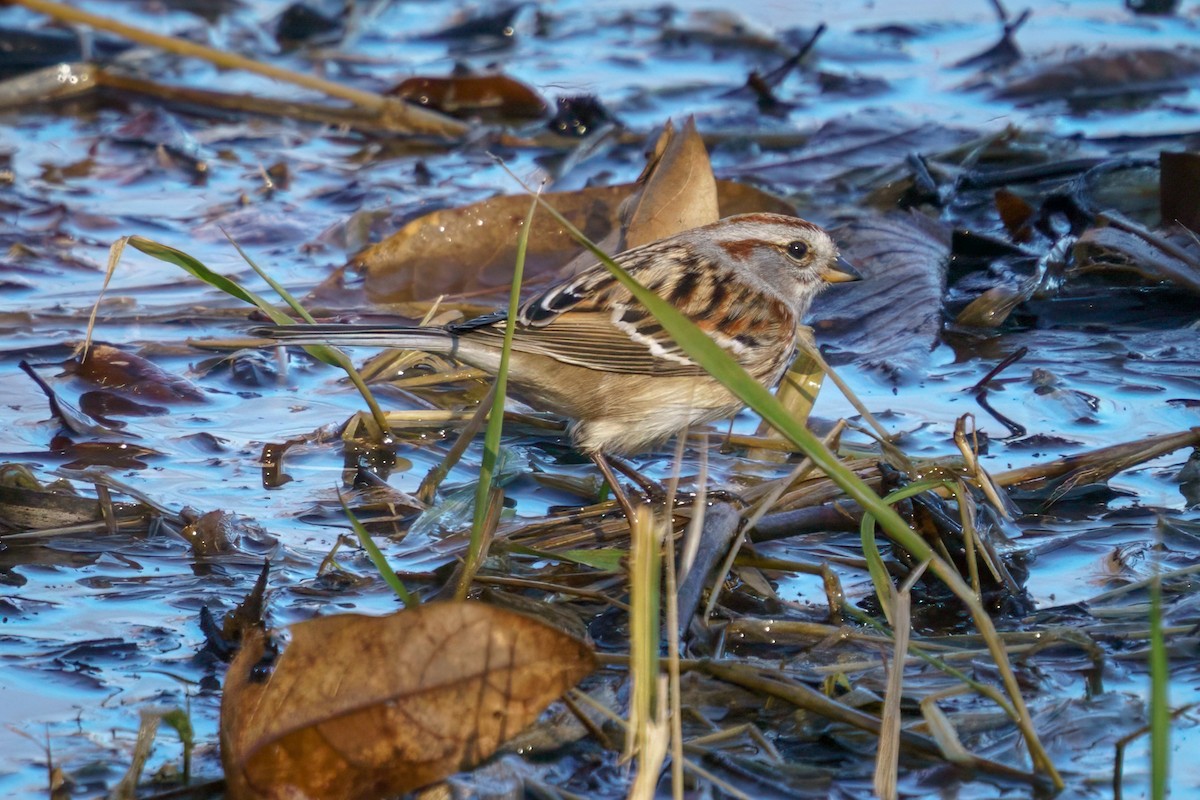 American Tree Sparrow - ML614305179