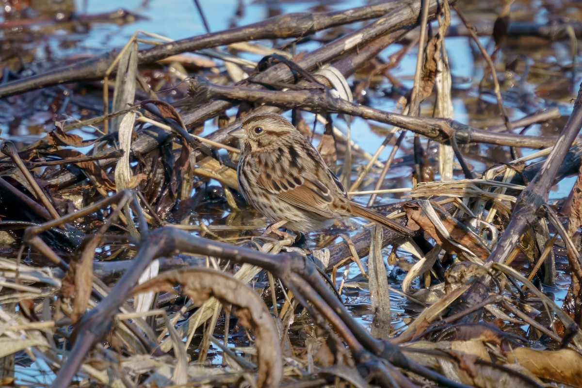 Song Sparrow - ML614305180