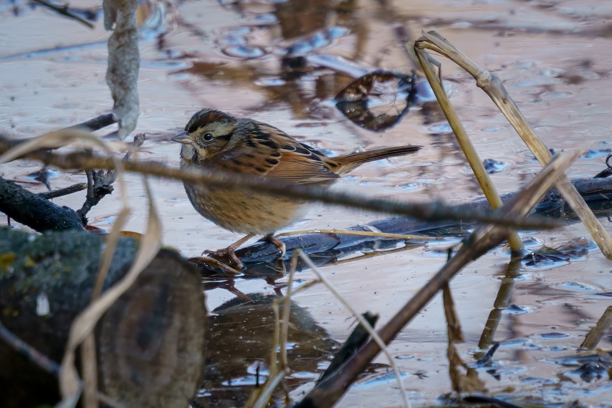 Swamp Sparrow - ML614305183