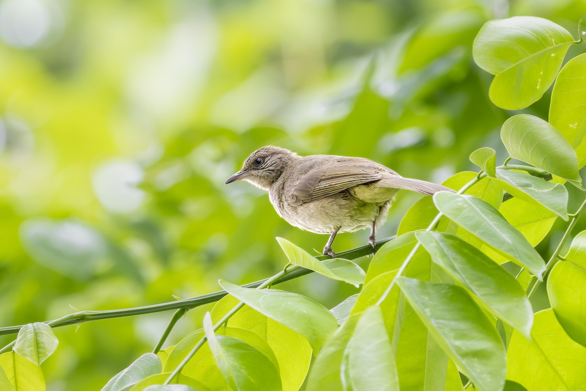 Streak-eared Bulbul - arjun basandrai