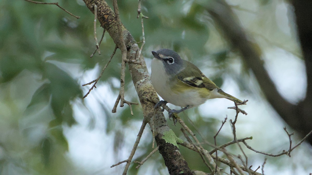 Mavi Başlı Vireo - ML614305253