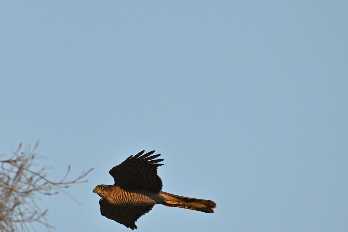 Eurasian Sparrowhawk - ML614305308