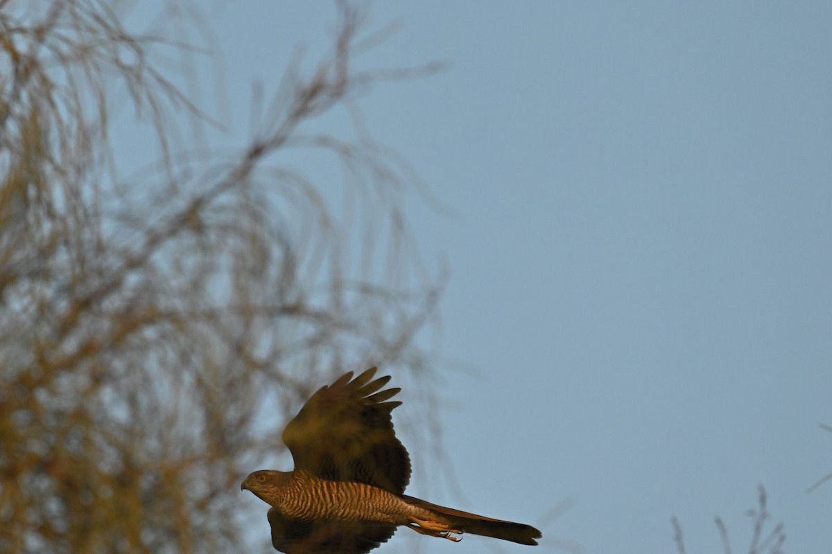 Eurasian Sparrowhawk - ML614305310