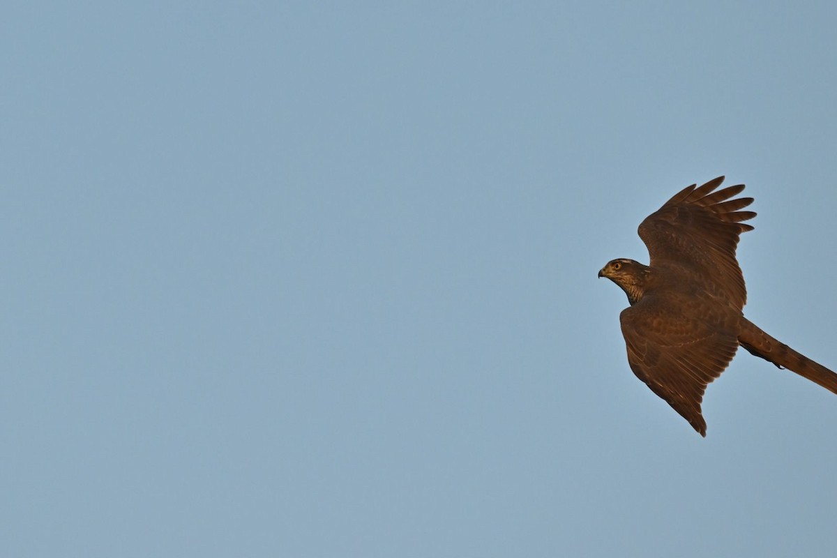 Eurasian Sparrowhawk - ML614305311