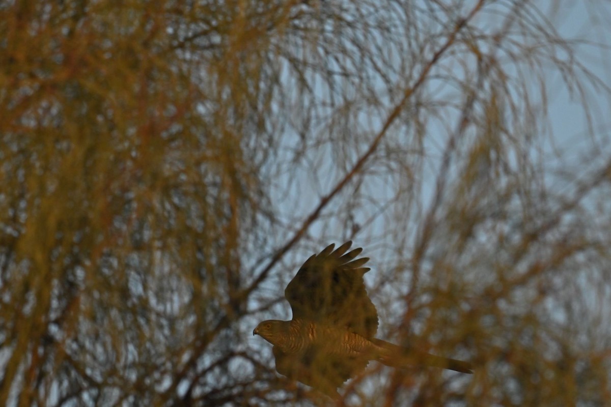 Eurasian Sparrowhawk - ML614305312