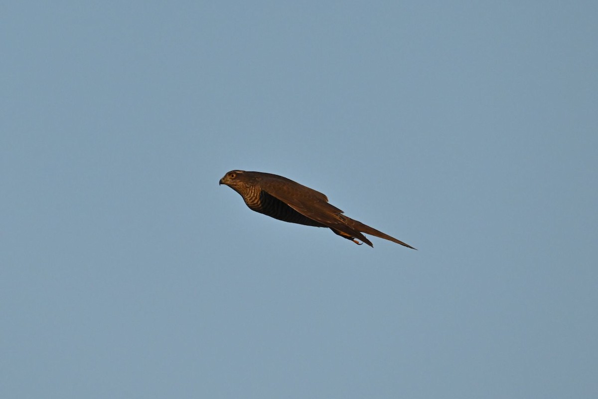 Eurasian Sparrowhawk - ML614305313