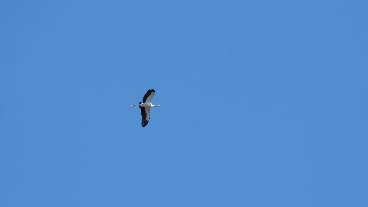 Wood Stork - Robert Howard