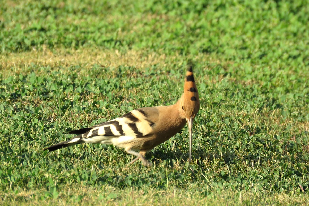 Eurasian Hoopoe - ML614305343