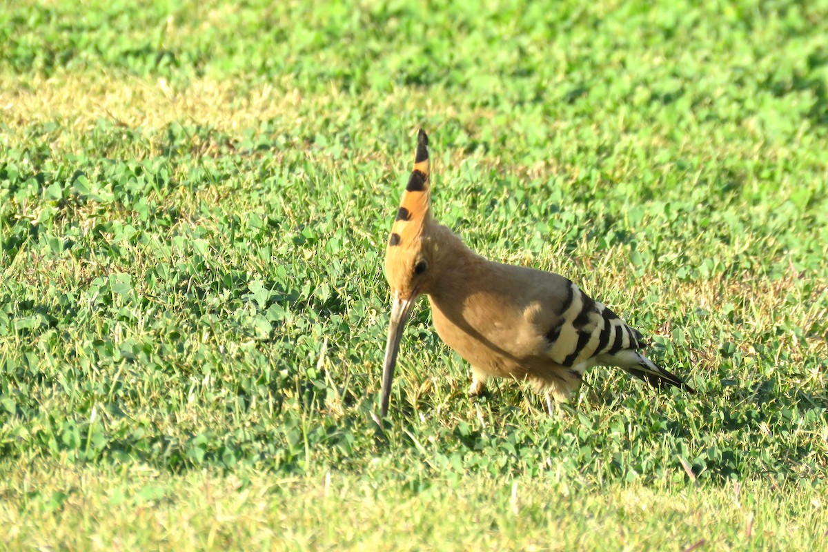 Eurasian Hoopoe - ML614305353