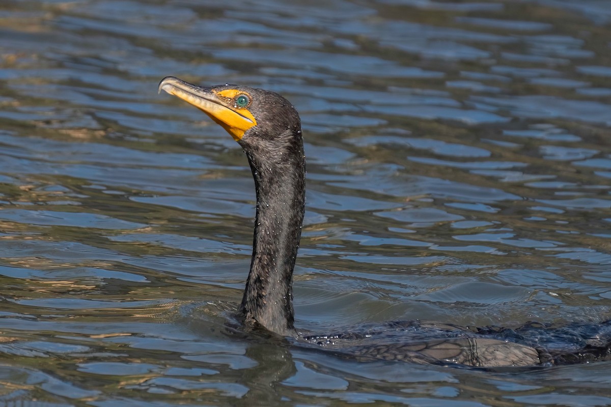 Cormoran à aigrettes - ML614305371