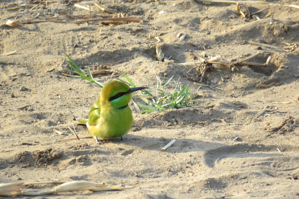 African Green Bee-eater - ML614305382