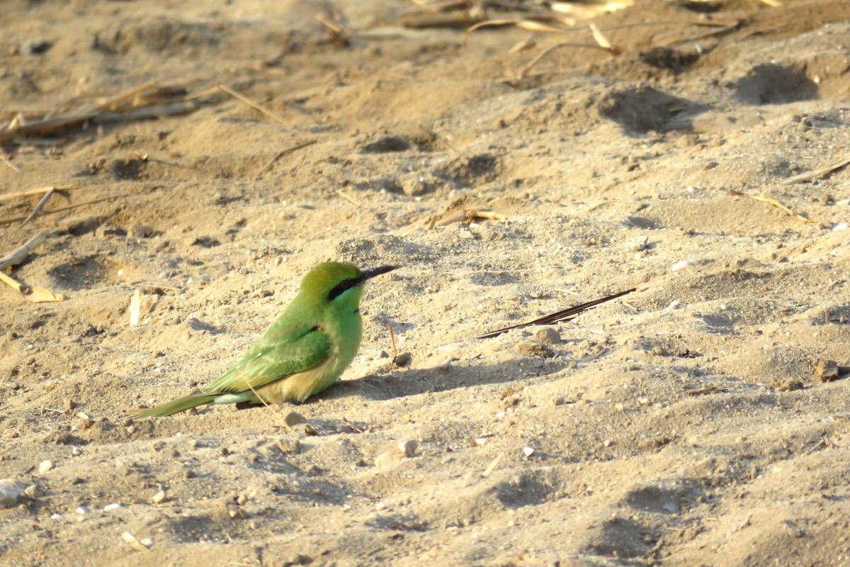 African Green Bee-eater - ML614305385