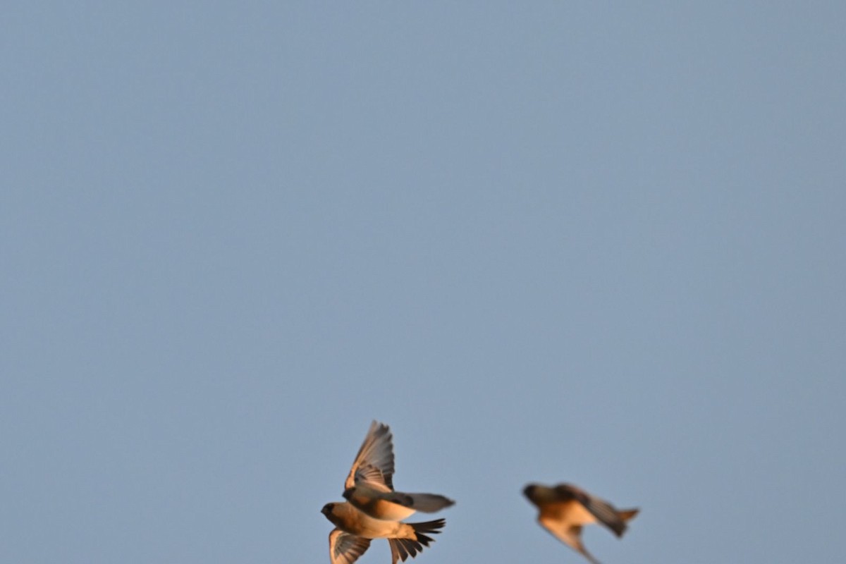 Desert Finch - ML614305390