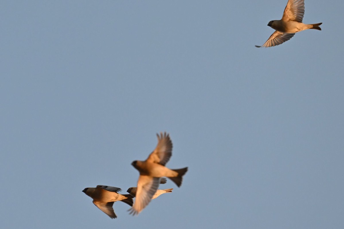 Desert Finch - ML614305391