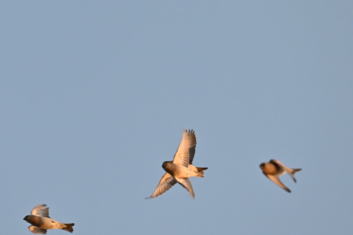 Desert Finch - ML614305393