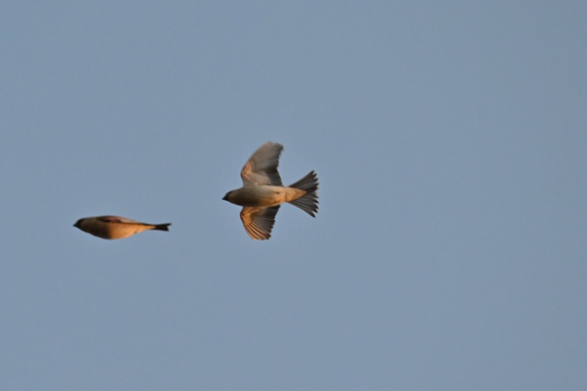 Desert Finch - ML614305395