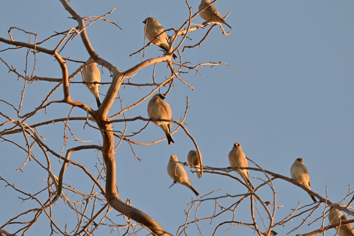 Desert Finch - ML614305401