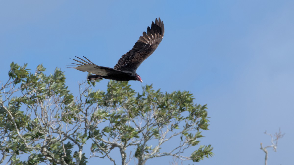 Turkey Vulture - ML614305414