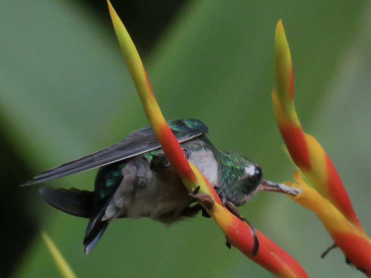 Glittering-bellied Emerald - ML614305421