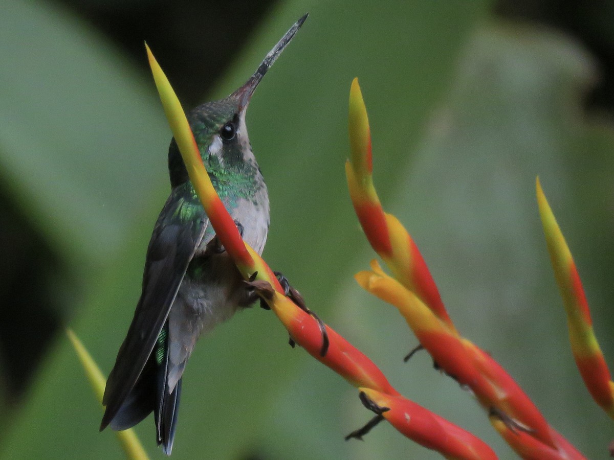 Glittering-bellied Emerald - ML614305425