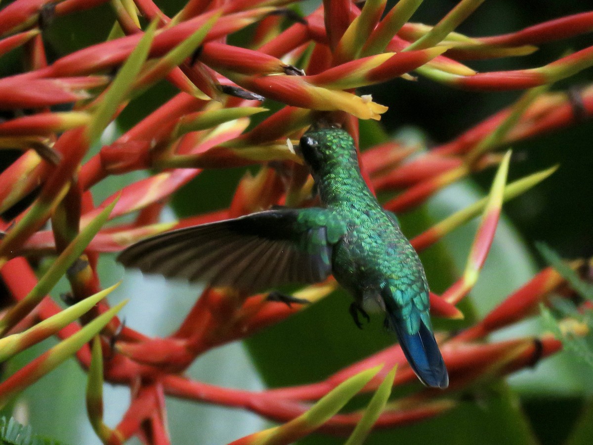 Glittering-bellied Emerald - ML614305427