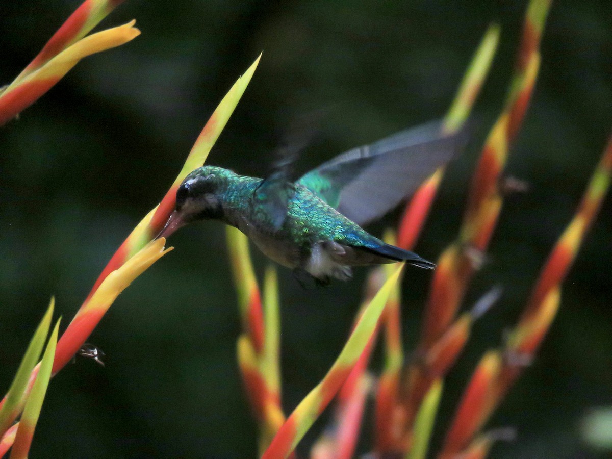 Glittering-bellied Emerald - ML614305428