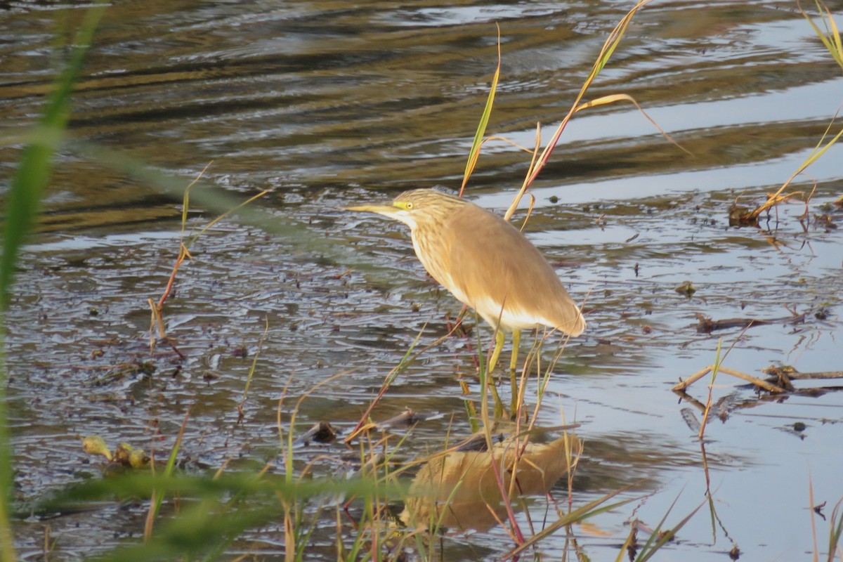 Squacco Heron - ML614305434