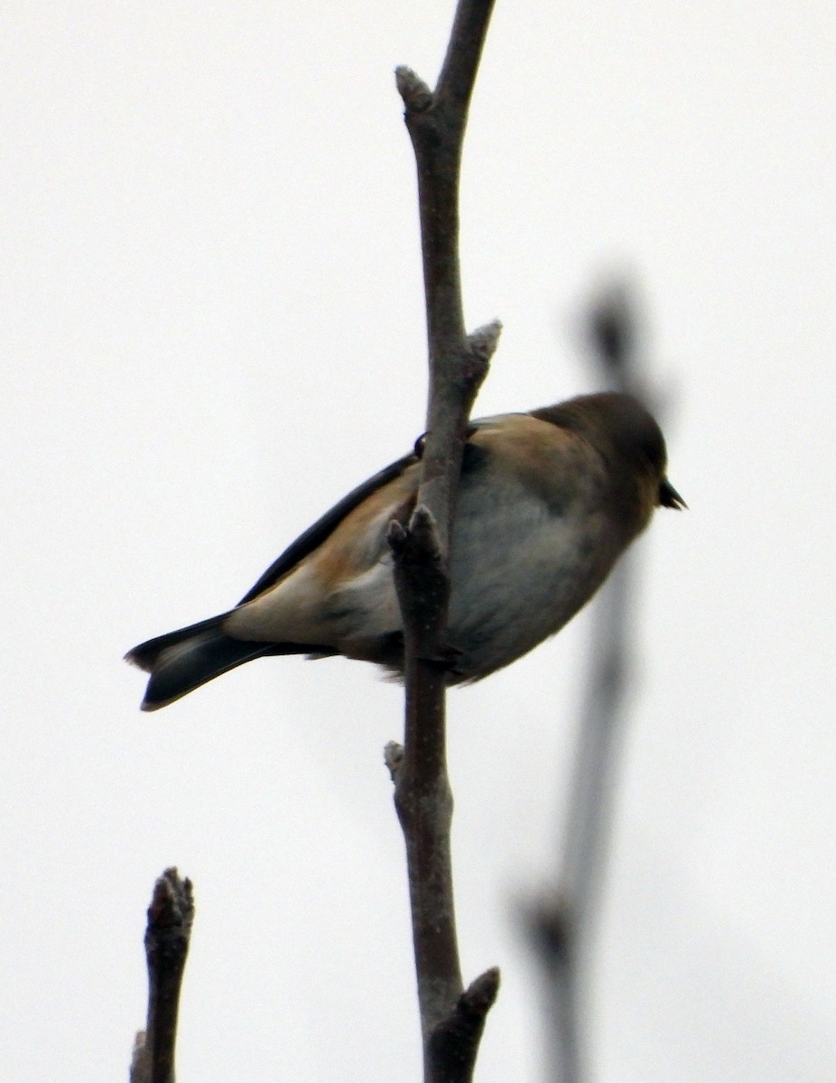 American Goldfinch - ML614305467