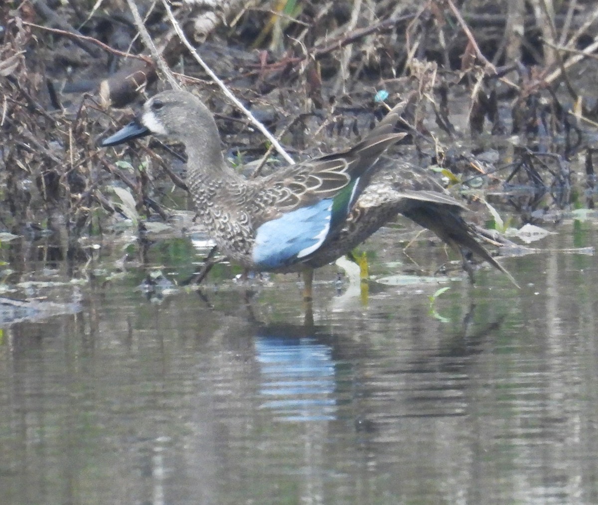 Blue-winged Teal - ML614305482