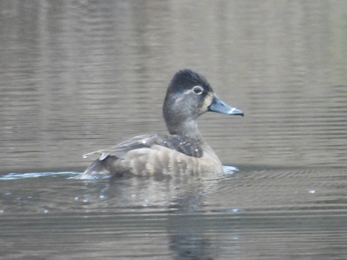 Ring-necked Duck - ML614305496